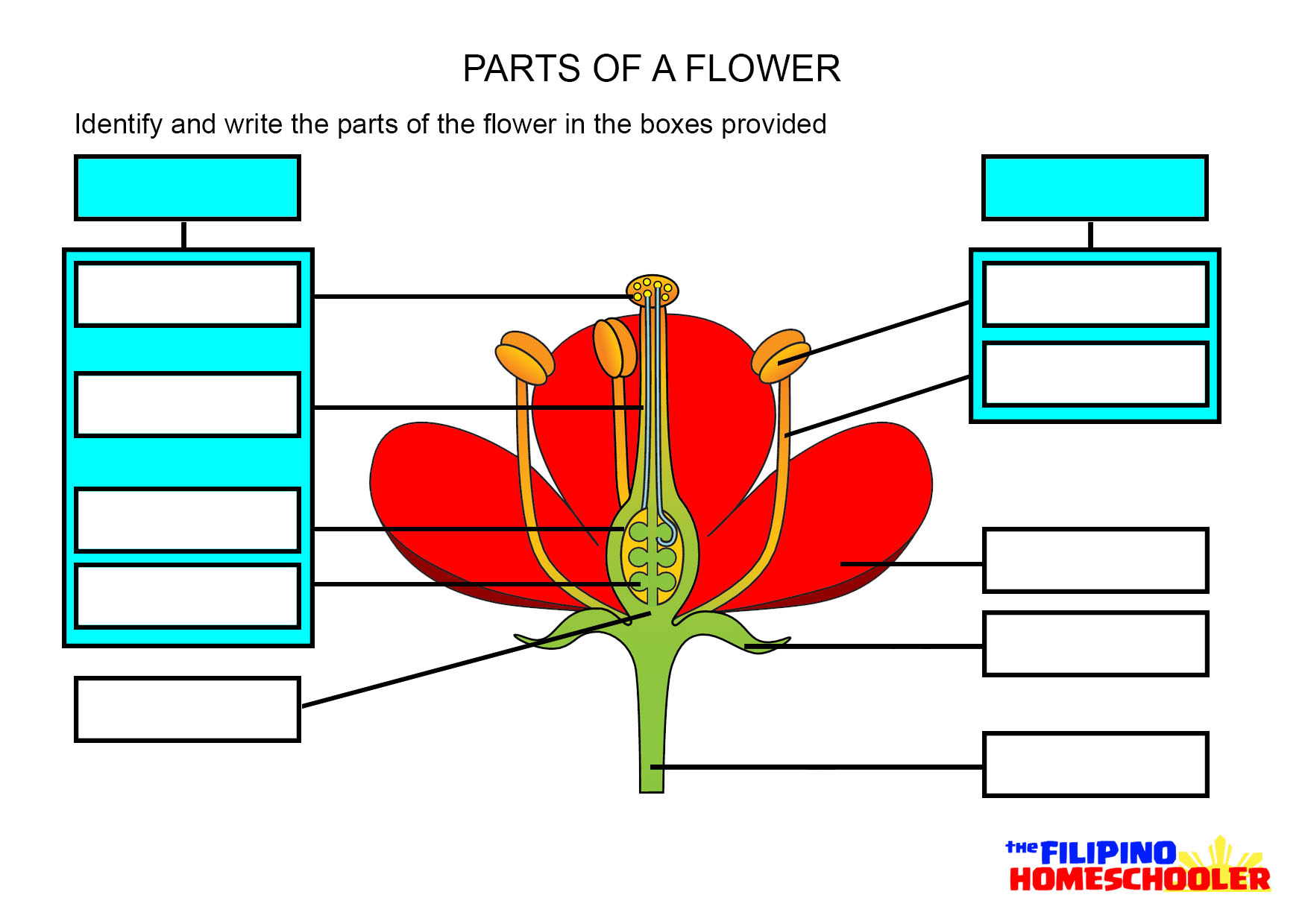 diagram of a plant worksheet